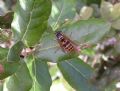 Vespula germanica